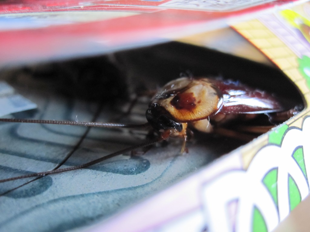 ゴキブリホイホイに捕獲されたワモンゴキブリ