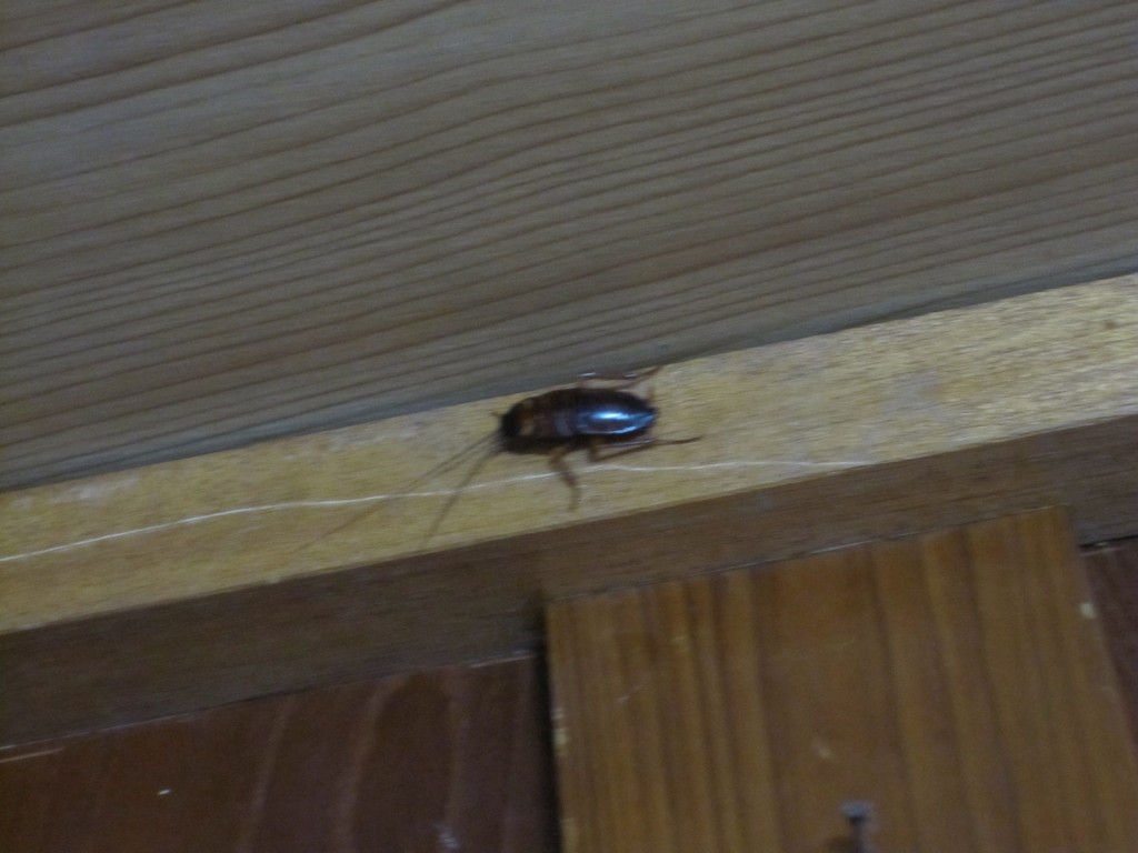 天井近くの壁でじっと身を潜めるゴキブリ