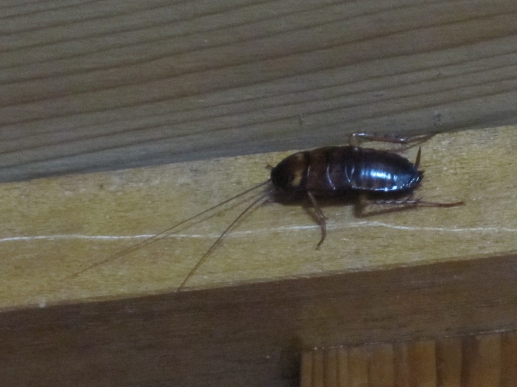 天井近くの壁でじっと身を潜めるゴキブリ