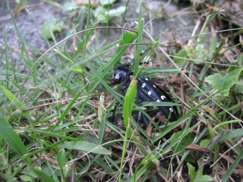 草むらに潜んでいたゴマダラカミキリの成虫