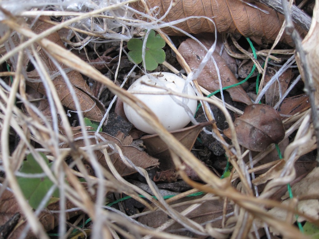 鳩の巣に産まれた卵
