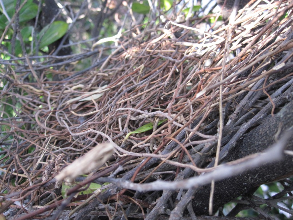 樹上に作られた鳩の巣