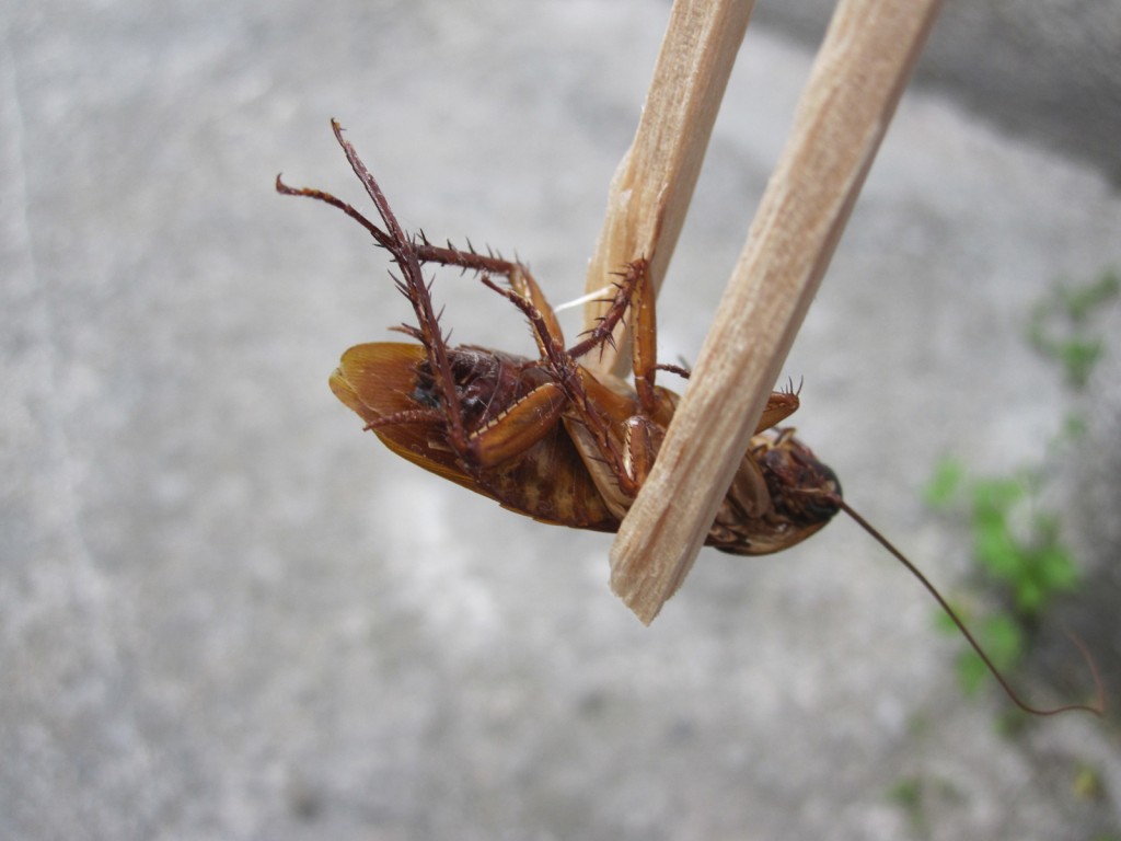 割り箸でゴキブリの亡骸を摘む