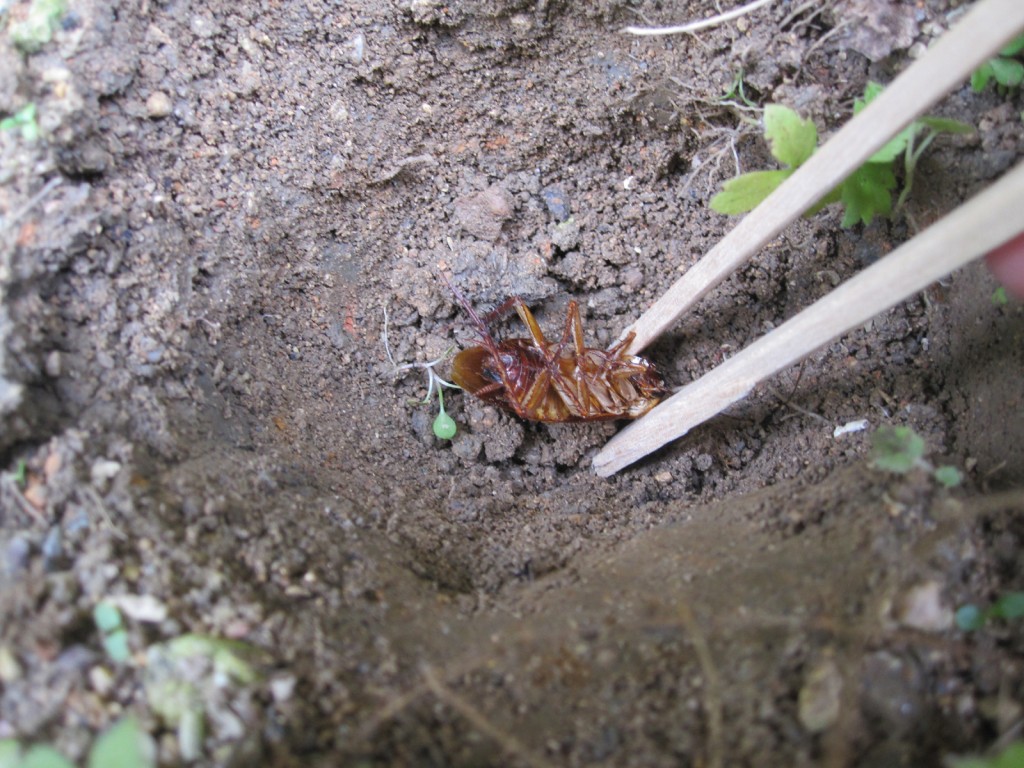 土にゴキブリを埋める様子