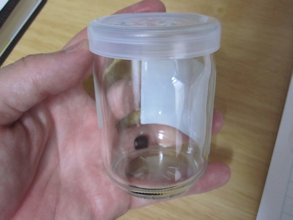 手に持ったゴキブリ卵の飼育容器