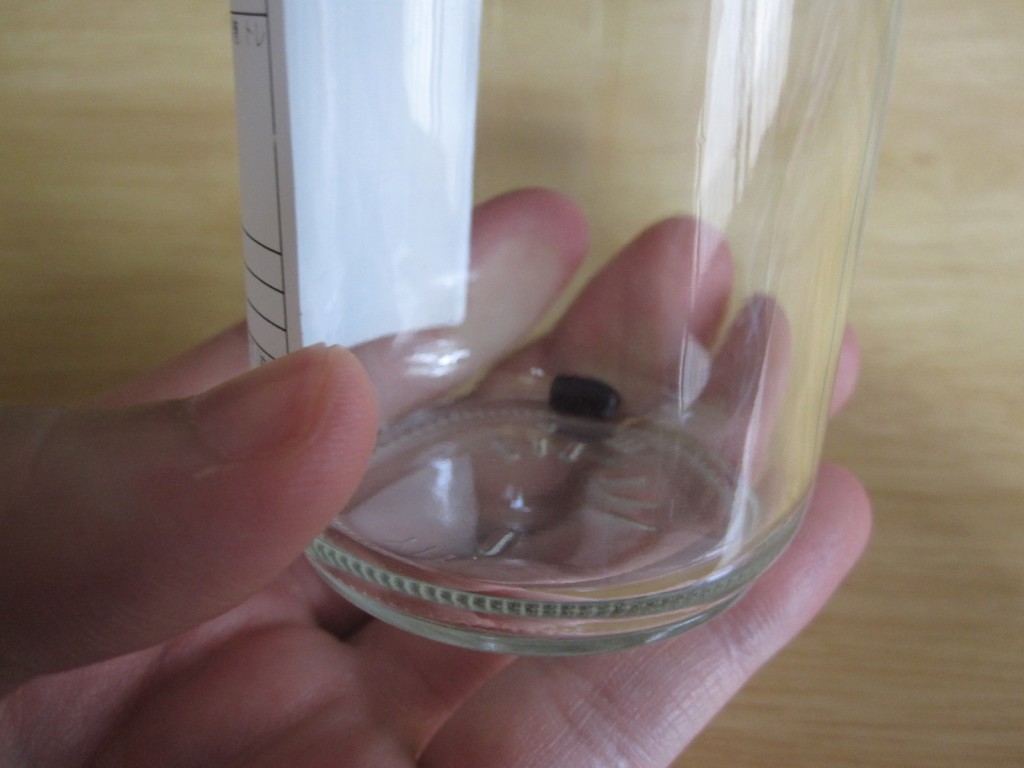 ゴキブリの卵を飼育する透明なガラス瓶