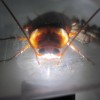 空腹で飢餓状態のワモンゴキブリが天敵のアシダカグモを食べる猟奇事件が発生(´ﾟдﾟ｀)