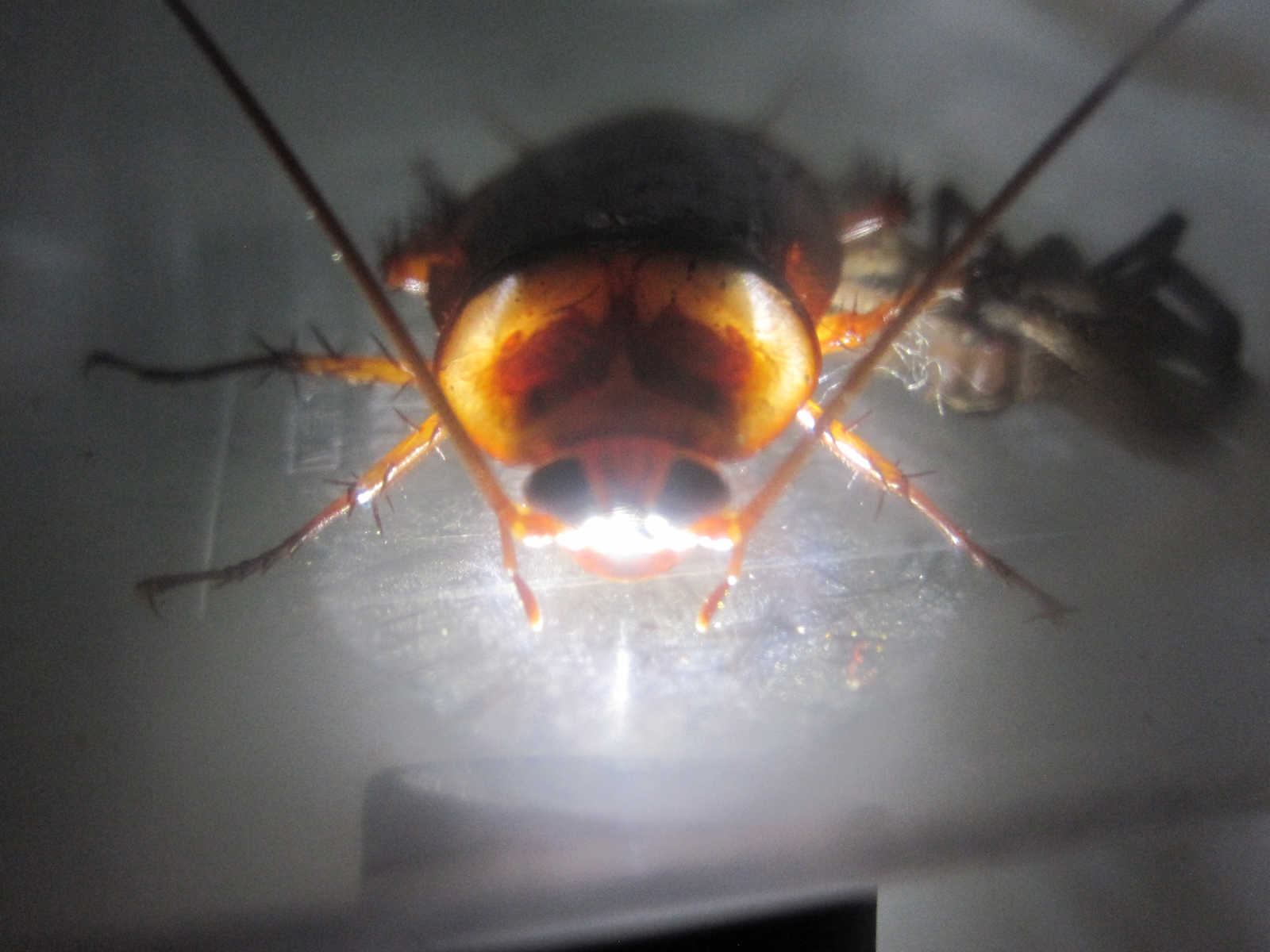 空腹で飢餓状態のワモンゴキブリが天敵のアシダカグモを食べる猟奇事件が発生 ﾟdﾟ