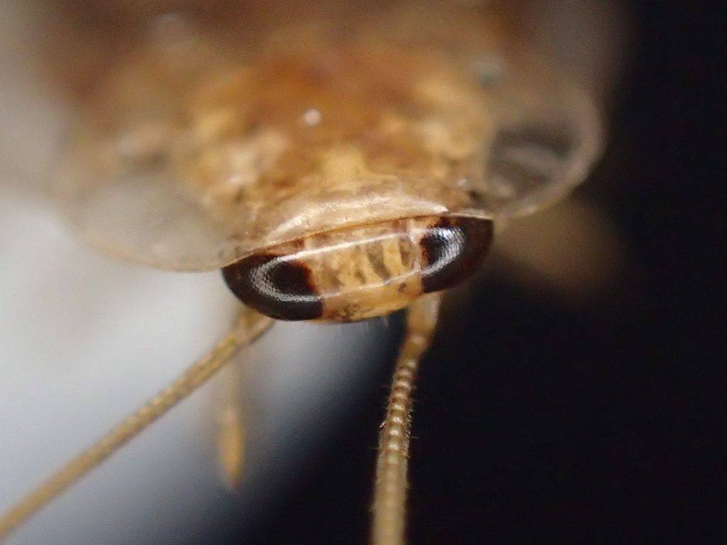 室内害虫（外来種）のチャバネゴキブリ［Blattella germanica］