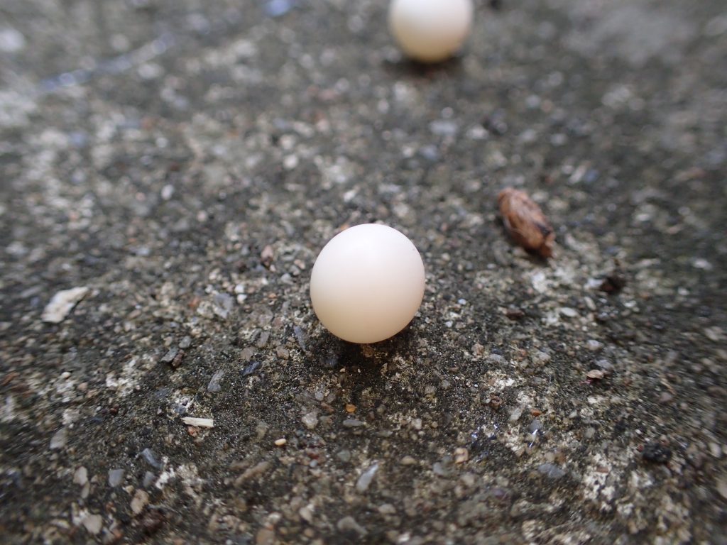 益虫ヤモリ（トカゲ）の白い卵