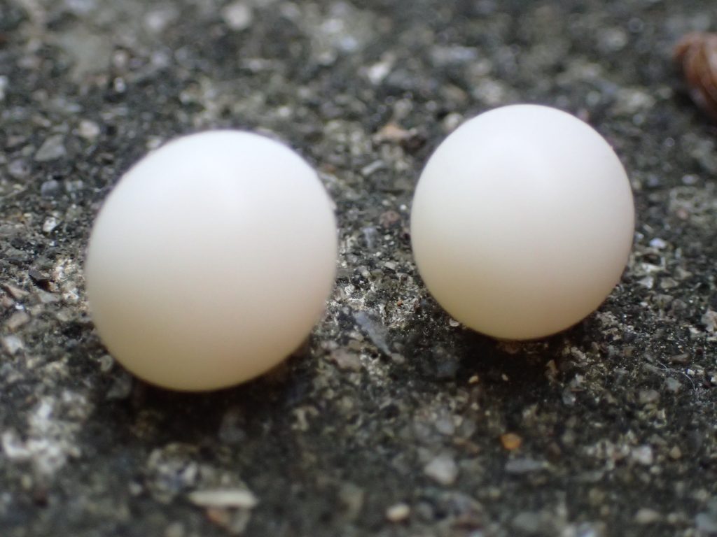 益虫ヤモリ（トカゲ）の白い卵