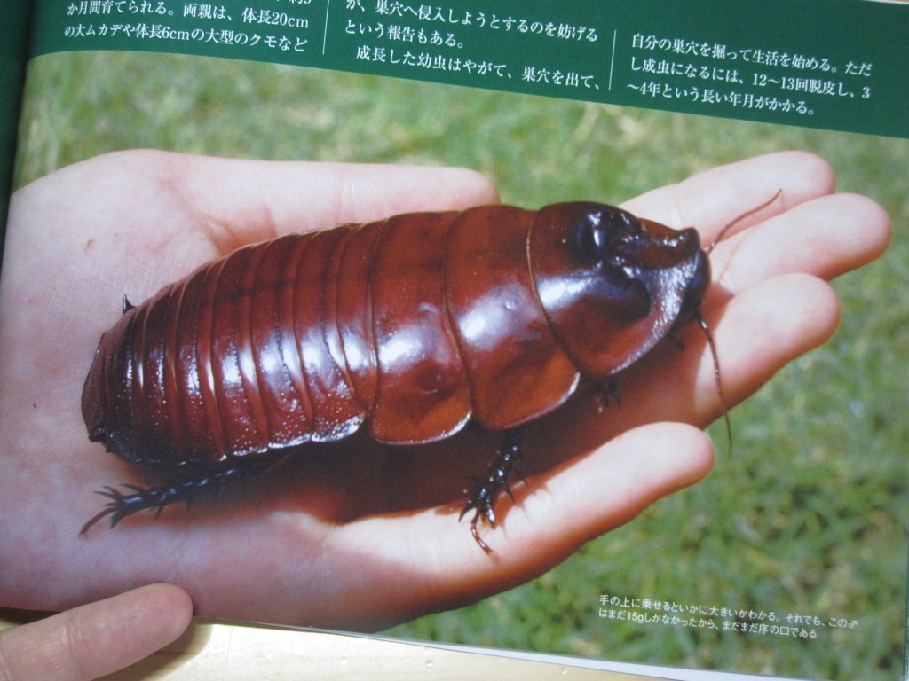 手のひらサイズの巨大ゴキブリ