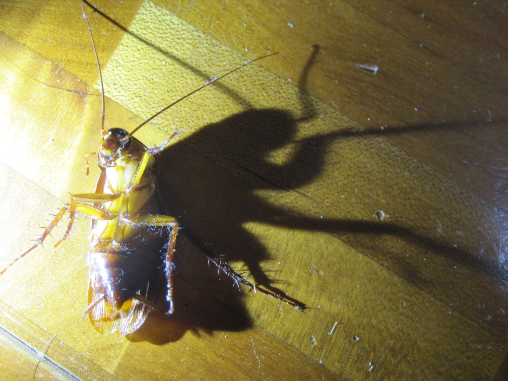 床に投影されるワモンゴキブリの不気味な影