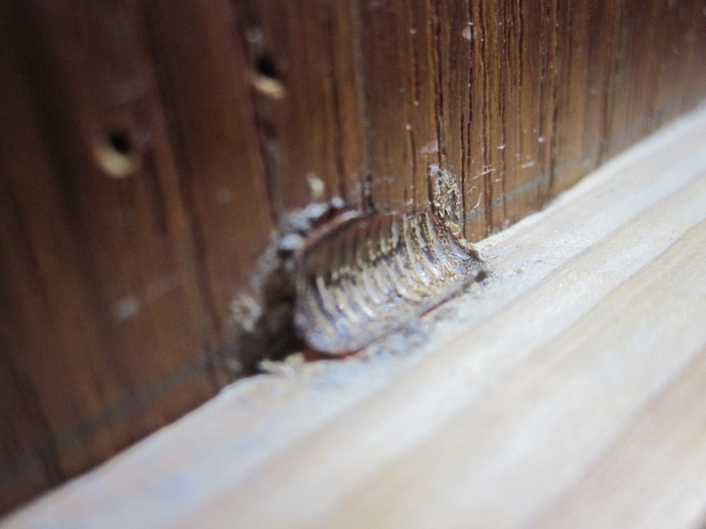 屋内の部屋の片隅にゴキブリの卵の殻を発見