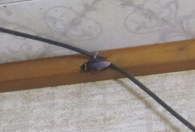 部屋の天井を歩くワモンゴキブリ