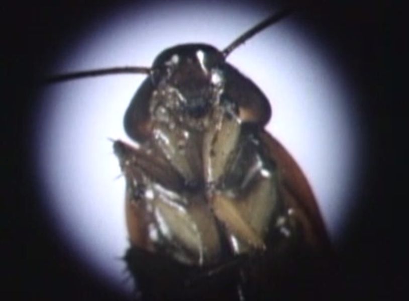 顕微鏡でゴキブリを調べる様子