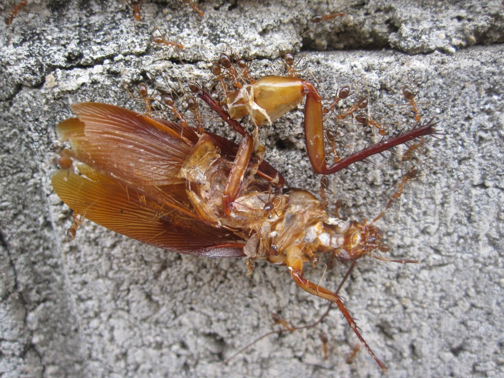 大量のアリがゴキブリの死骸を運ぶ様子
