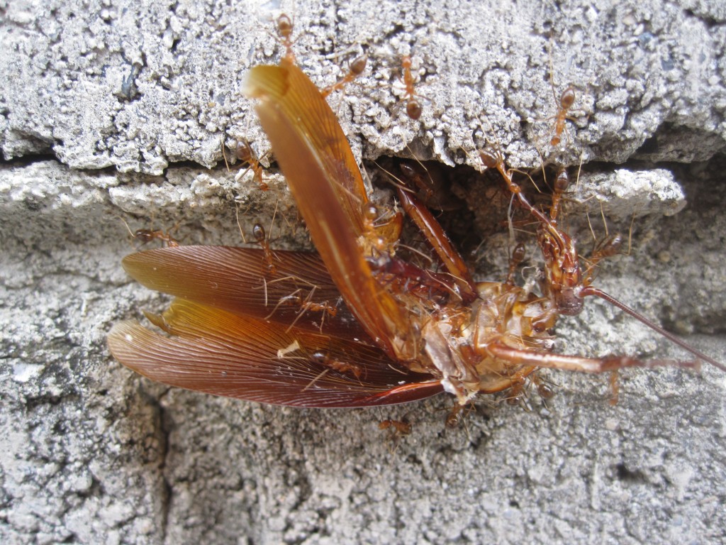 ゴキブリの死骸を巣に運ぶアリの大群