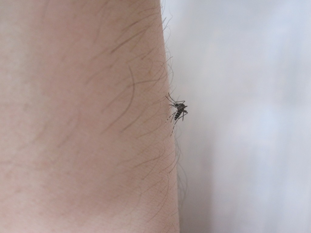 蚊が腕の血を吸う経過写真