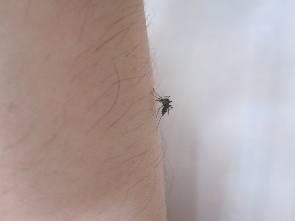 蚊が腕の血を吸う経過写真