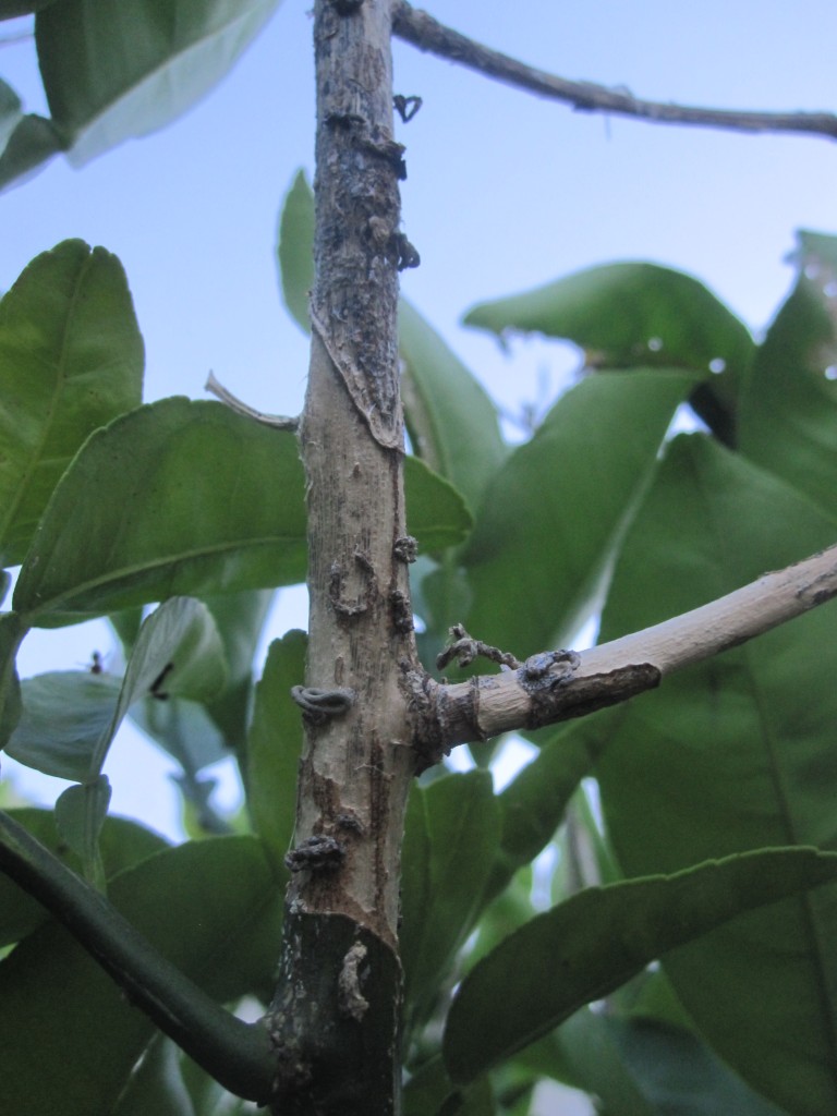 ゴマダラカミキリにカジラれた果樹の枝