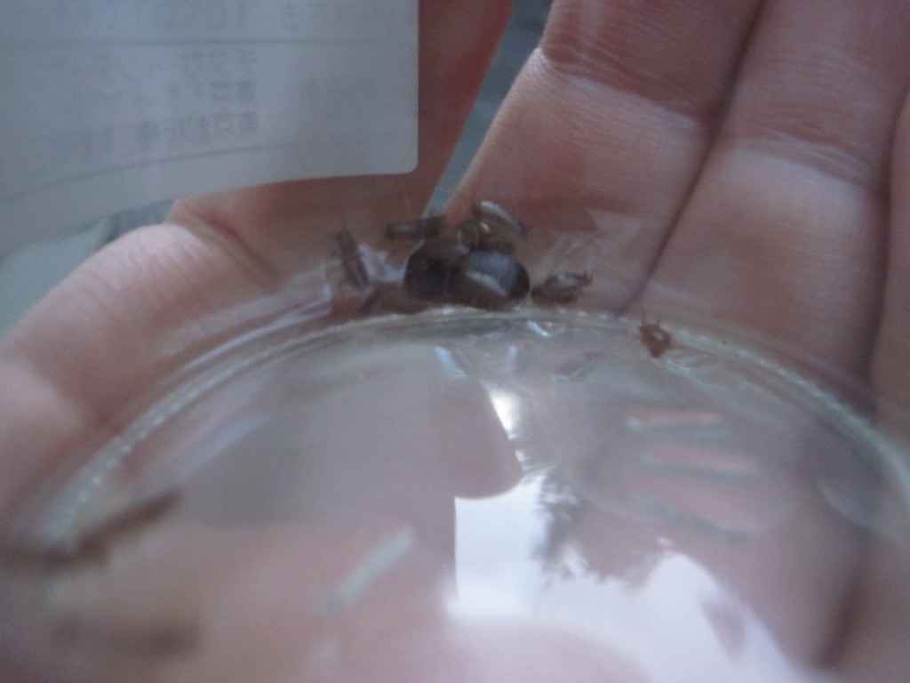 瓶の中でゴキブリの卵から赤ちゃんゴキブリが誕生