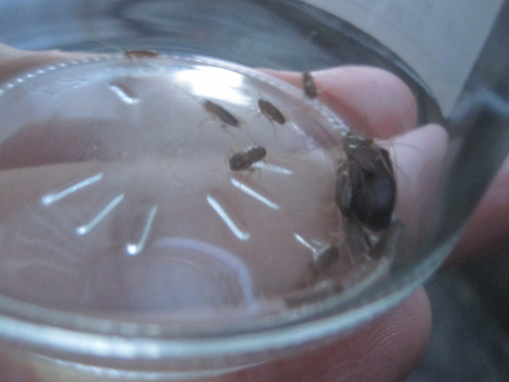 瓶の中でゴキブリの卵から赤ちゃんゴキブリが誕生