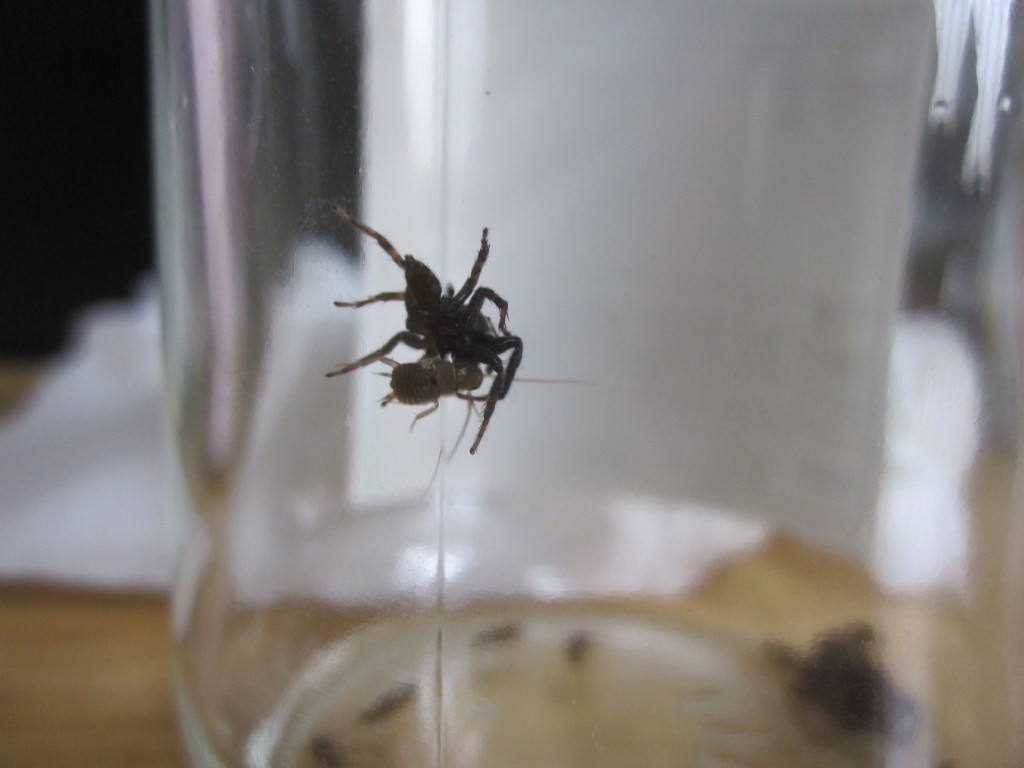 ゴキブリの赤ちゃんを捕獲するハエトリグモ