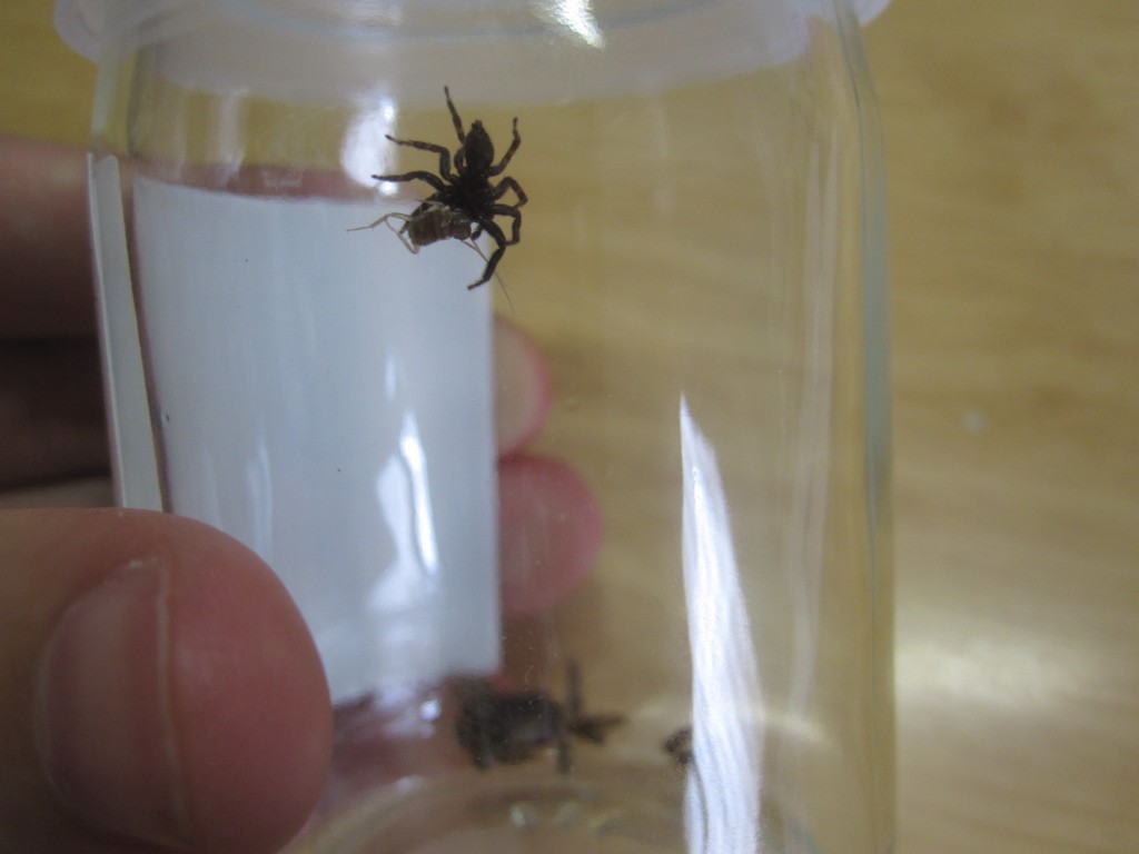 ゴキブリの赤ちゃんを捕獲するハエトリグモ