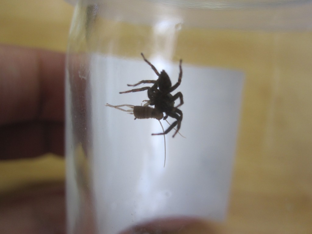 ゴキブリの赤ちゃんを食べるハエトリグモ