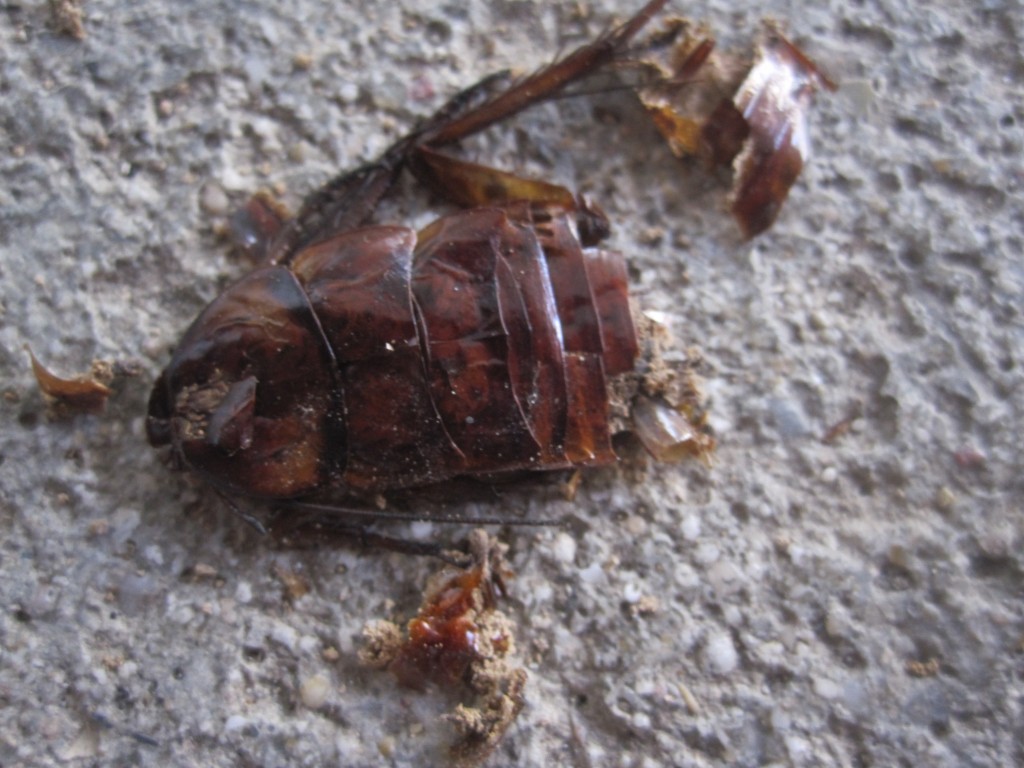 人間に踏み潰されて死んだゴキブリの死骸