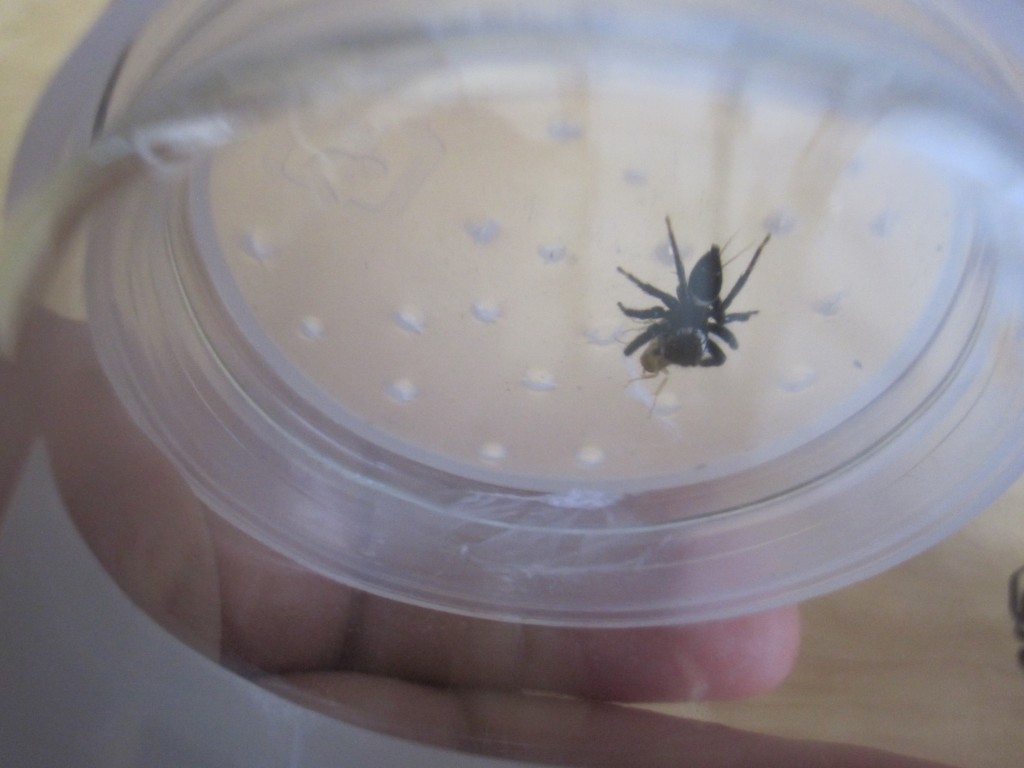 ゴキブリの赤ちゃんを食べるハエトリグモ