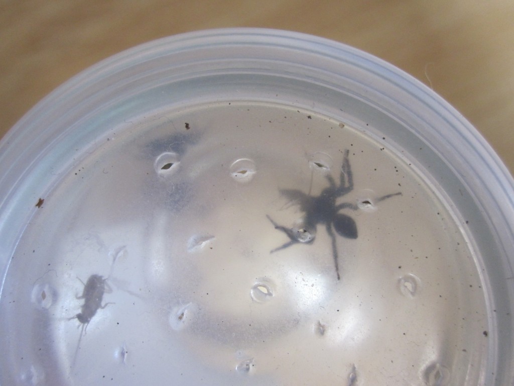 赤ちゃんゴキブリを咥えながら移動するハエトリグモ