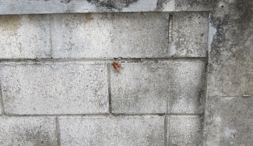 コンクリートの壁・塀に虫がいる様子