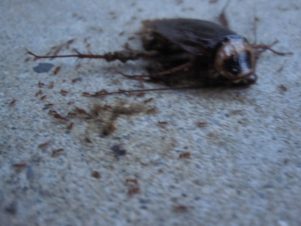 何百匹のアリがゴキブリの死骸を解体する様子