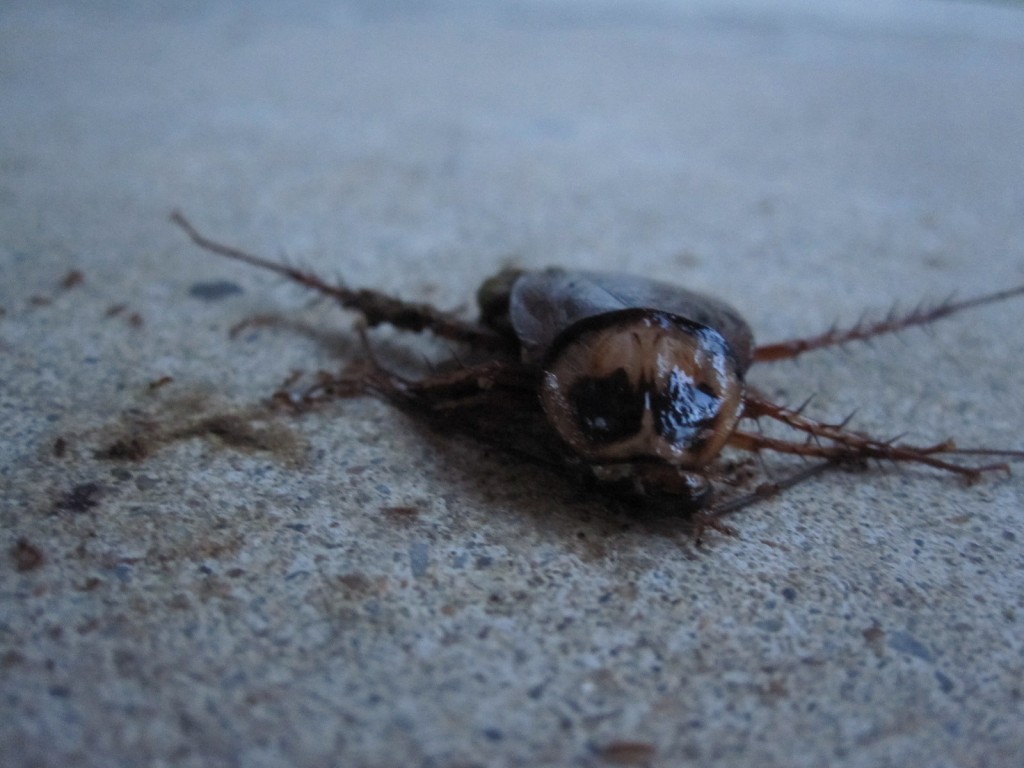 昆虫の蟻によって分解され食べられるゴキブリ