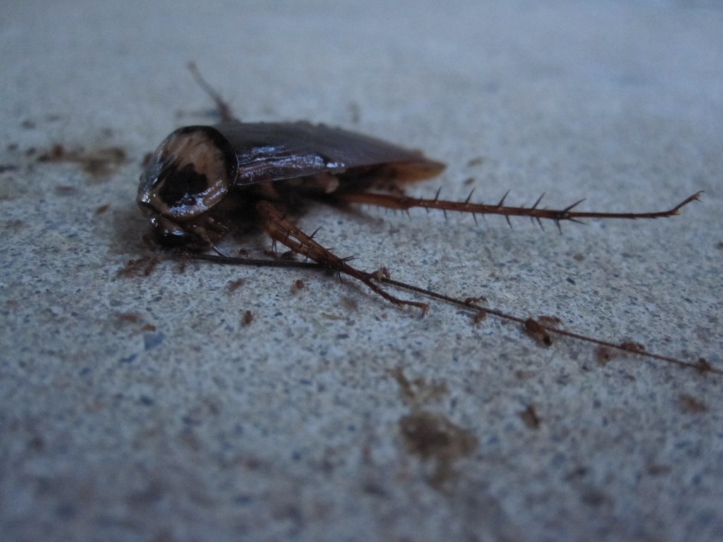 自然の掃除屋アリに片付けられるゴキブリ