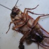 ゴキブリの死骸・死体を解体して掃除するアリ（蟻）は害虫ではなく益虫