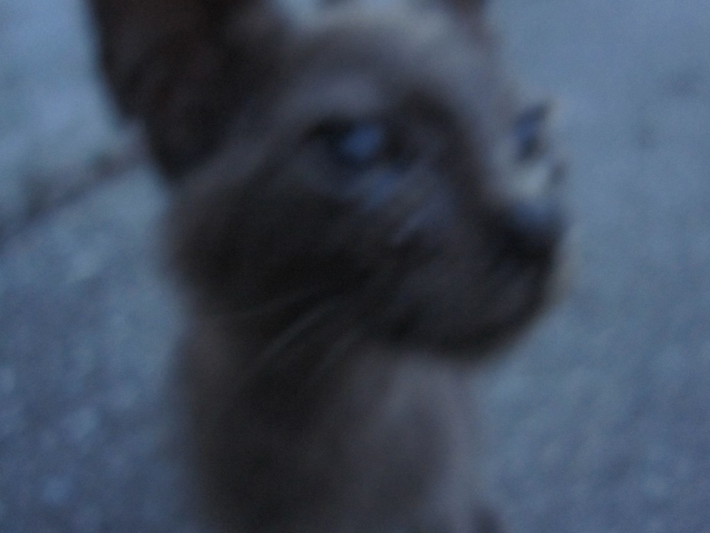 カメラに接近する野良猫の子猫