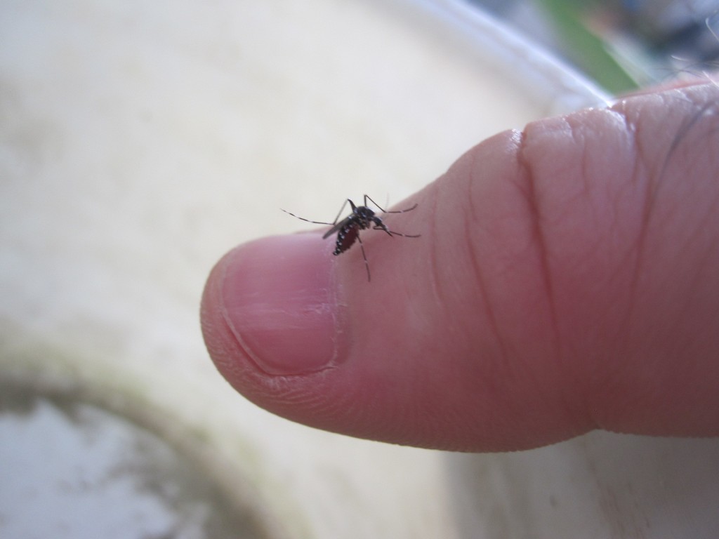 爪の根元・指先から血を吸う蚊