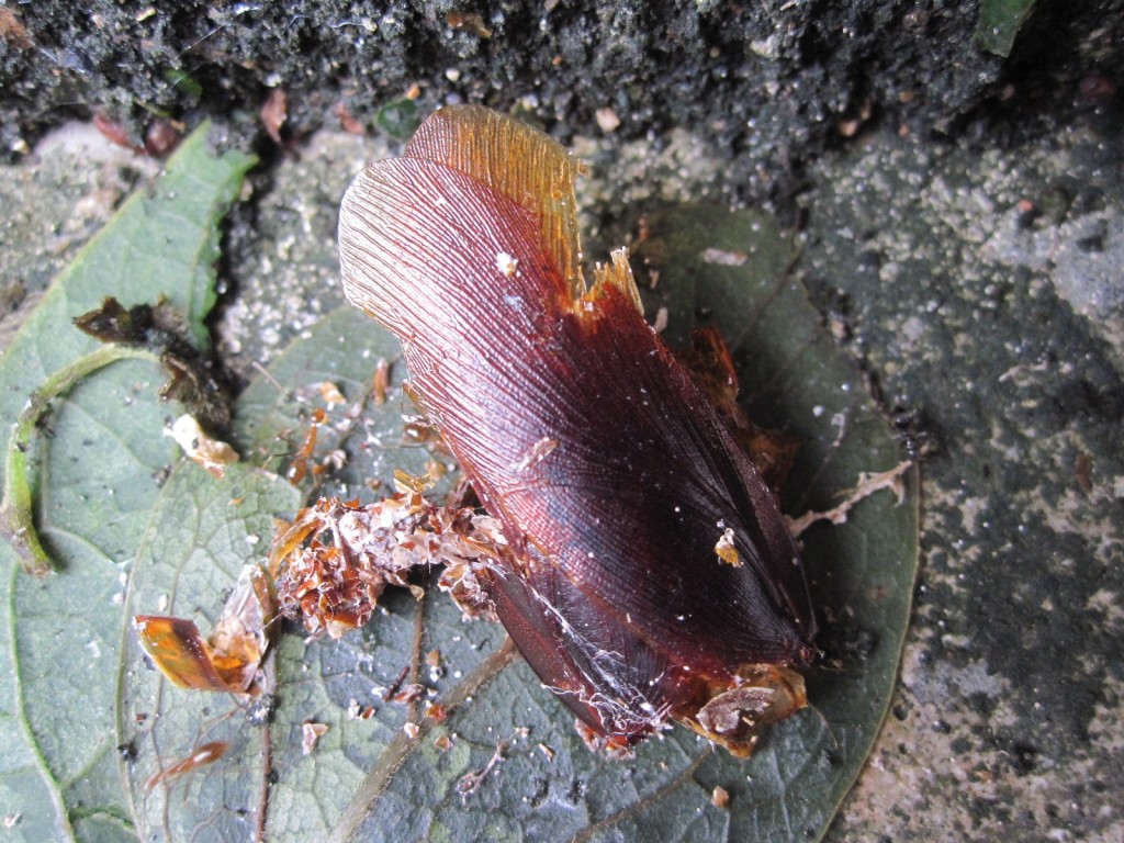 落ち葉に紛れて死んでいるゴキブリの死体