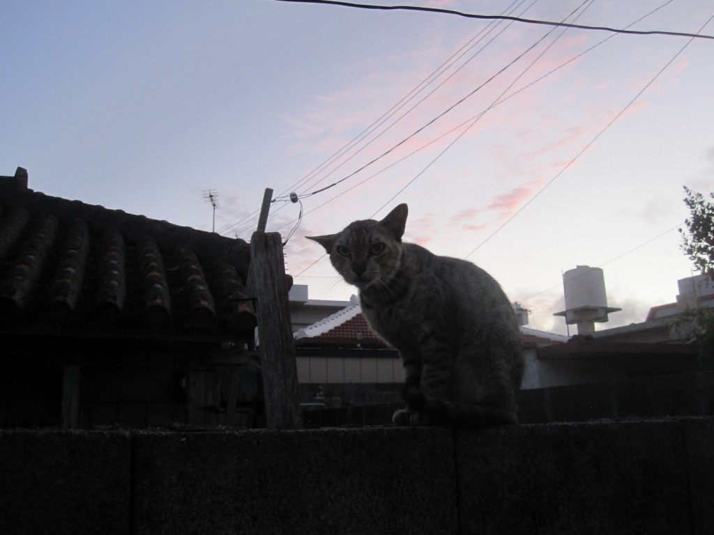 朝日に映える野良猫のシルエット