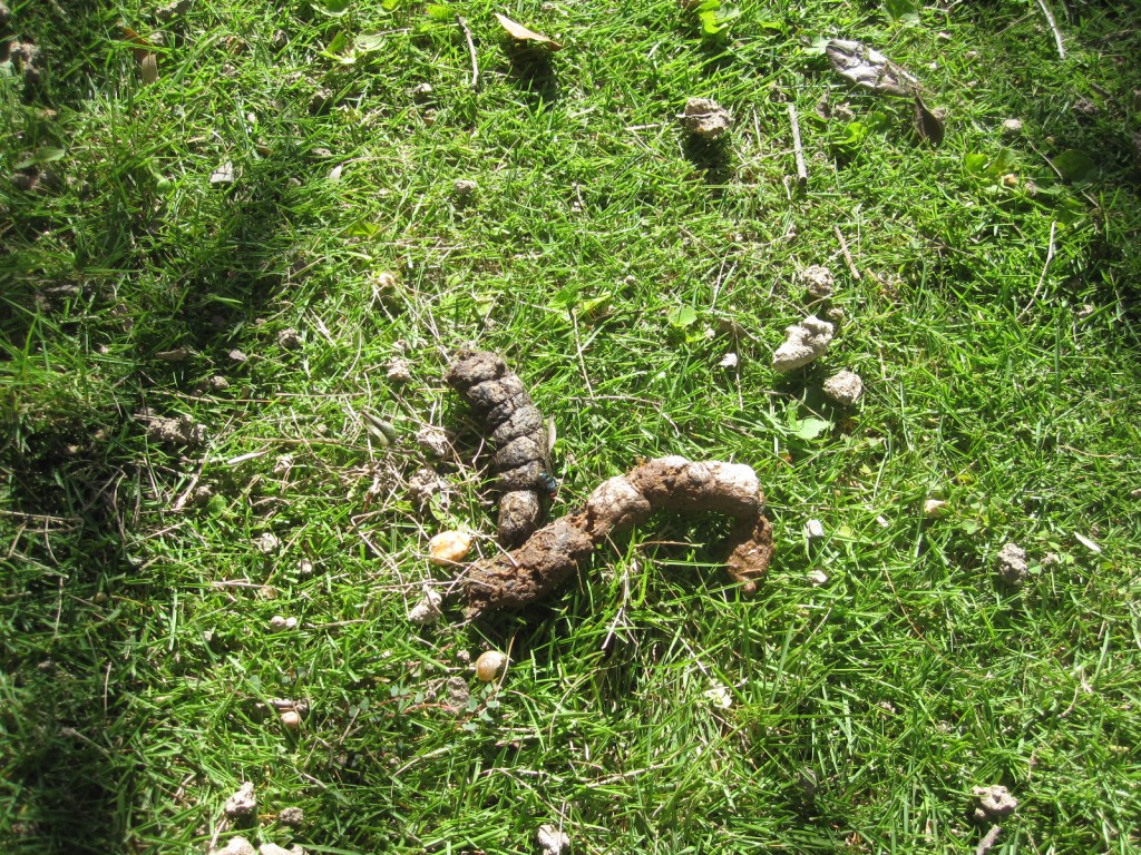 庭のド真ん中に残された野良猫の糞（ウンチ）