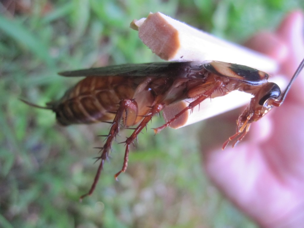 ワモンゴキブリの顔面アップ写真