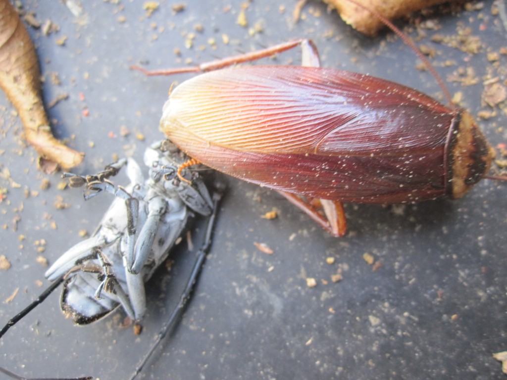 ゴマダラカミキリとワモンゴキブリの死骸