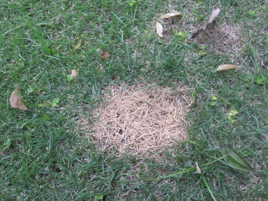 野良猫ウンチ爆弾が透過されて枯れた芝生