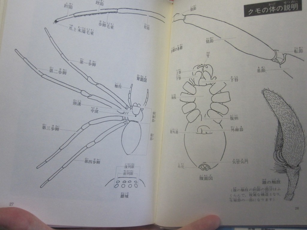 クモ（蜘蛛）の身体の説明図