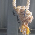 ロープ(縄)に群がる謎の習性を見せるトックリバチ