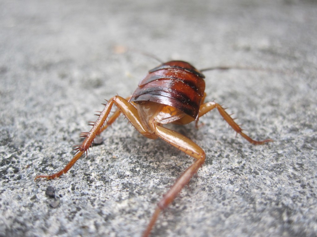 腹部の無いワモンゴキブリの幼虫