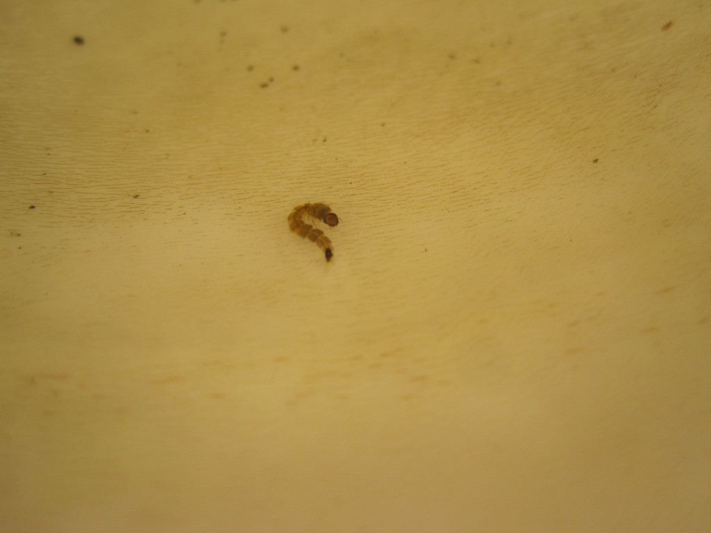 屋外の桶に溜まった雨水で成長した蚊の幼虫ボウフラ